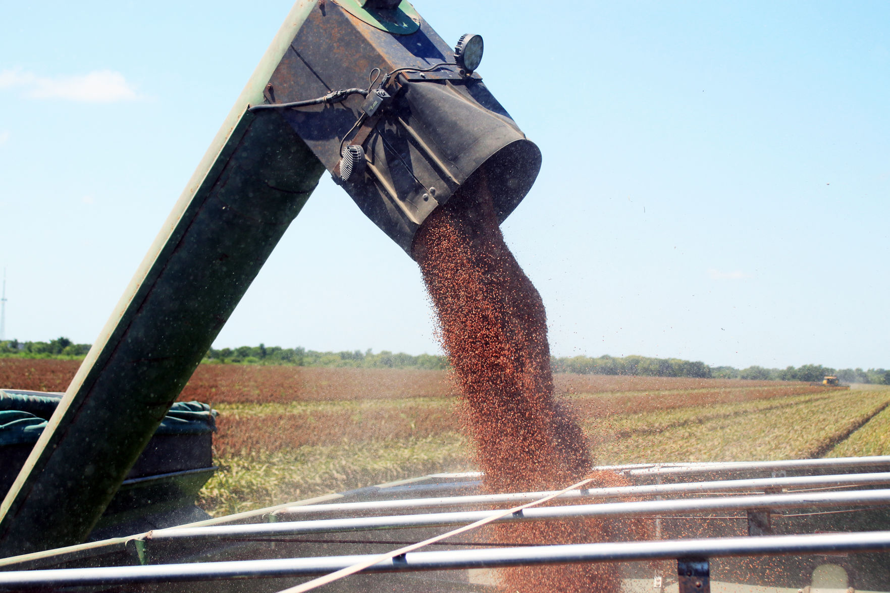 Milo season looks good